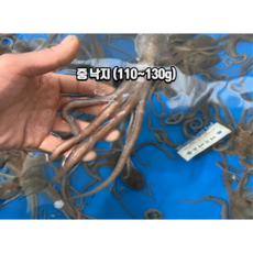 국내산 해감 뻘낙지 목포 세발낙지, 1개, 중낙지 (120~140g) 5마리
