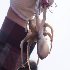 레브 국내산 서해안 싱싱한 알배기 활 쭈꾸미, 1개, 1kg