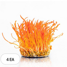 감성먹거리 성재모 동충하초 건초, 50g, 4개