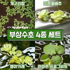 미미네아쿠아 둥둥 수조 위 뜨는 부상 수초 키우기 4종 세트 (SET6), 1개