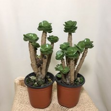 [해피그린 화원] [2개묶음] 녹비단 인테리어식물 재물 행운식물 반려식물 다육식물 공기정화식물 109 화원 농원, 2개