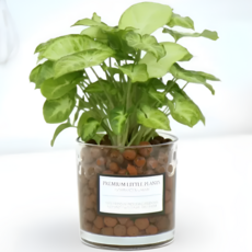 피오그린 천연 가습기 원통유리 하이드로볼 수경세트 공기정화식물 거실인테리어, 1개, 14 싱고니움