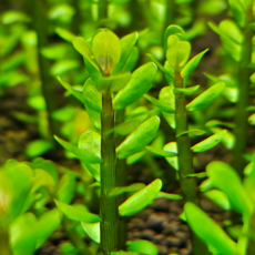 [수초인] 블릭사 달팽이가 없는 구피 새우 물고기 어항 은신처 초보 쉬운 기본 수초, 10개