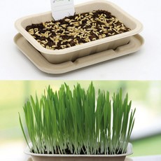 보급창고 밀짚 화분 새싹 채소 재배 키트 사무실화분