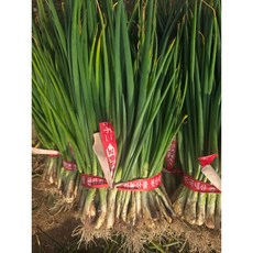 여수 흙쪽파 당일수확 신선한 산지직송, 4개, 1kg