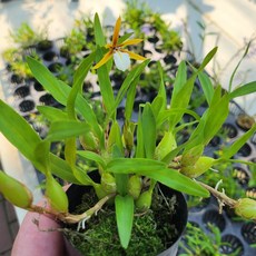 초록보석 디네마 폴리벌본 소형 착생란 공기정화식물 초록보석 테라리움, 1개