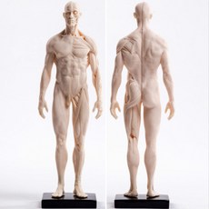 인체근육모형 해부학 인체구조모형 미술 조형물 교육용 실습용 인체모형 PU 30cm 남성 피부 백색 배아, 1개