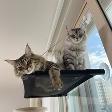 푸키 고양이 강력 흡착형 메쉬 창문 해먹 윈도우 해먹, 1개, 블랙