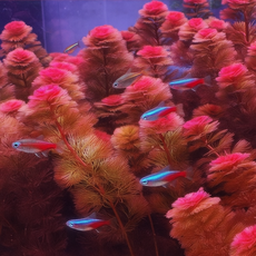 [수초농부] 레드카붐바 달팽이 없는 키우기 쉬운 초보자용 붉은 수초, 5개