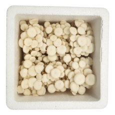 산지직송 친환경 무농약 GAP 굴맛버섯 1kg 풍부한 굴향버섯 느타리, 1개