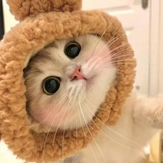 고양이 모자 곰돌이 애완동물 털모자 애견용품