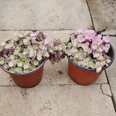 핑크달개비 (소품) 1+1 핑크잎 미니달개비 관리가 쉬운