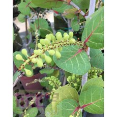 花花世界 落葉喬木 海葡萄樹(飄-造型) 8吋盆/高70-130cm, 1個