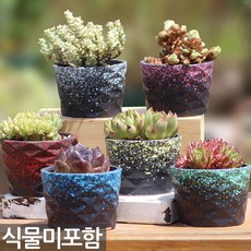 세인화분 그라데이션 원형 화분 6P 세트 - 다육 다육이 화분세트 칼라 예쁜, 6개, 그라데이션화분