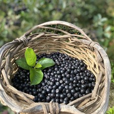 [유기농100%] 농장직송 아로니아생과 새콤달콤 슈퍼베리, 1박스, 1kg