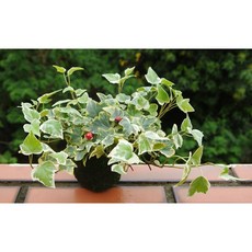 花樣渼栽 斑葉常春藤苔球 (免盆) 室內植物 療癒小物 辦公室小物, 1個, 斑葉常春藤-原色球體