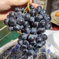 당도최강 블랙세이블포도 고당도 씨없는 껍질째먹는 블랙포도 칠레 수입포도, 1박스, 1kg