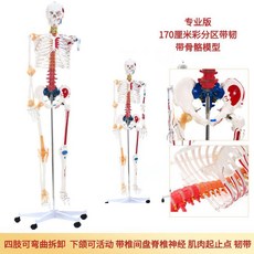 인체 해골 모형 전신 뼈 인대 골격 표준 모델 실습 관절구 해부학 교육용, 170cm 근육+인대, 1개