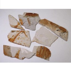 지구과학 관찰 실험 물고기 화석 파편 5개 기자재 과학교구 과학도구 학습