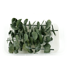 프리저브드 드라이플라워 8종, 유칼립투스 블랙잭 10g