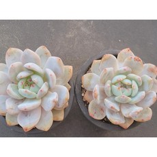 다육식물 오렌지먼로 1+1 중품 다육이