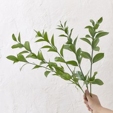 루스커스 5줄기 50cm 생화 길이가 긴 수경재배식물, 1세트