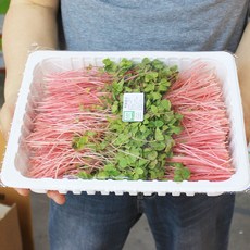 적 메밀순 500g 국내재배 새싹(종자 미국), 1개