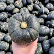 전라도청년 프레시 국내산 햇 미니밤호박 4kg