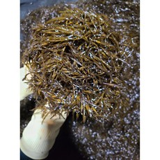 초록수산 완도산 신지 생 톳 2kg, 1개, 생톳 1kg