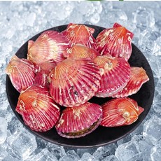 [통영특품] 산지직송 바다의보배 세척 비단 홍가리비, 1개, 9kg