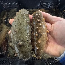 자연산 활 해삼 500g(2~6미 내외), 1개, 500g