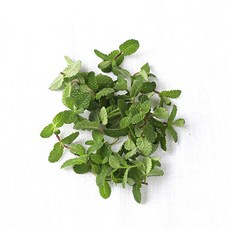 민트잎 식용허브 친환경 무농약 허브 애플민트(데코용), 20g, 1개