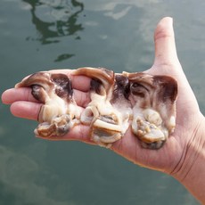 여수 새조개 250g 500g제철 손질 새조개 생물 남당리 특상품 샤브샤브, 1개, 최상급 새조개 200g