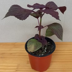 차조기 자소엽 보라색 깻잎 포트 모종 3개