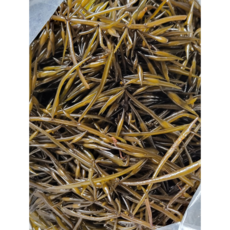 생톳 톳요리 톳밥 톳나물 당일채취 자연산 톳나물, 1박스, 2kg