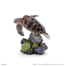 BANDAI 珊瑚礁生物 生物大圖鑑 扭蛋 蛋樂寶, 1個, 綠蠵龜
