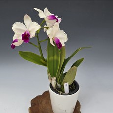 버진/카틀레아(백자기분 식재), 1개