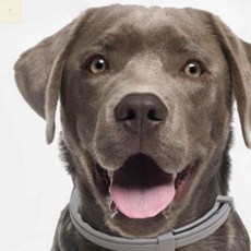 강아지해충방지 강아지 진드기 벌레 퇴치 목걸이, 1강아지벌레방지-소형, 1강아지벌레방지-소형