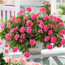 어린모종 제라늄 8cm분 56종, 아이비14 썬플레어 린다핑크, 1개