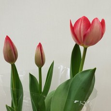 [용이네 화원] 오동통한 튤립화분 129 화원 농원