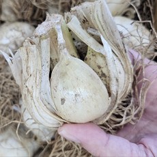 [땅끝파머스] 해남토종마늘 대왕 코끼리마늘 웅녀마늘 2kg (크기골고루)당일수확 당일발송, 코끼리마늘 2Kg (특대중혼합), 1개