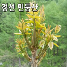 강원도 정선 민둥산의 자연산 참옻순 1kg 옻나무순 옻순, 1박스