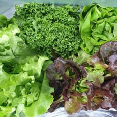 [산지직송/국내산] 국내산 GAP 인증 유러피안 샐러드 수경재배 채소 스마트팜 재배, 1개, 2kg