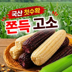 [26년첫수확]오늘식탁 국산 햇 찰옥수수 산지직송 쫀득고소한 특품 제철 생옥수수 1박스, 백찰 옥수수 10개 특품