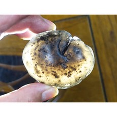 印尼隕石河川滾石拋光 Agni Manitite 火山玻璃 117克 俗稱印尼天狼星 烈火石 黑隕石 黑曜, 1個