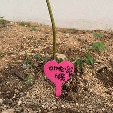 식집사 하트형 식물 라벨 20P 식물라벨이름표 나무팻말, 없음