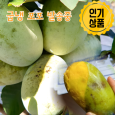 국내산 최고당도 포포 열매 제철 과일 산지직송, 1개, 1kg (최상품)