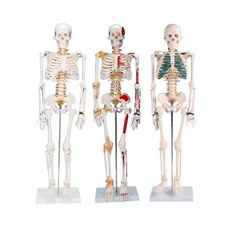전신 뼈 인체 해골 스탠드 이동식 해부학 180cm 골격 모형 관절구, 180CM 인대 포함, 1개