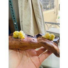 黃翡貔貅翡翠擺件一對，手工精雕黃加綠，冰潤色澤搭配木座，居家風水裝飾, 天然A貨玉 冰潤黃加綠手工精雕雙福雙進/獅子翡翠擺件(一對)  天然黃中帶翠 油潤帶冰 色甜工精 左吸財右納福, 1個