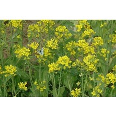 T66 40天早生油菜花種子 綠肥.花海種子, 1包
